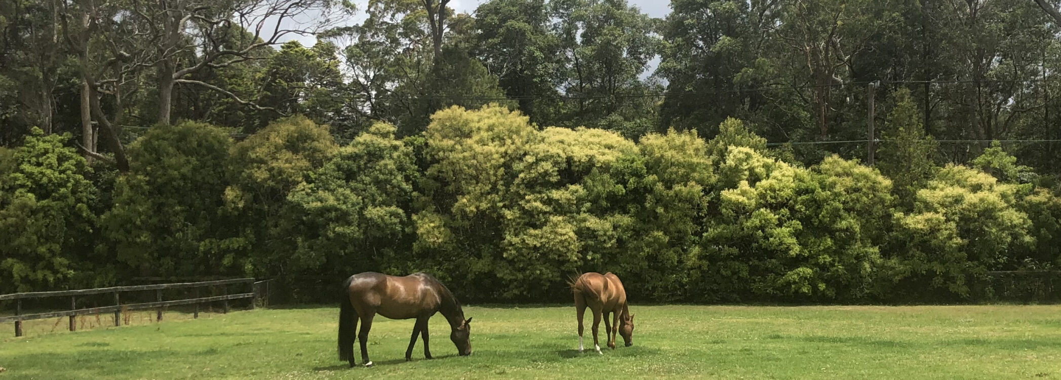 Buzz and Red in grass paddock